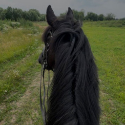Bilen009098