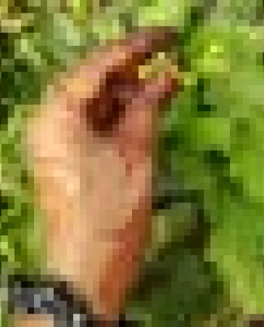 farheen.banu