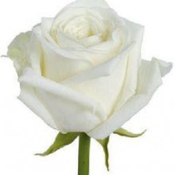 farzana.tayeb
