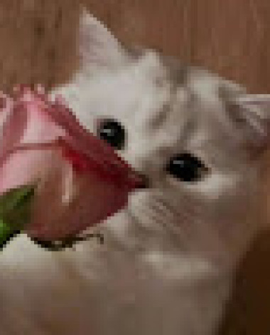 assiya.boumessa