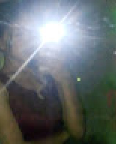 daniela.volante