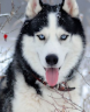 the.fwolf00