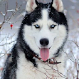 the.fwolf00