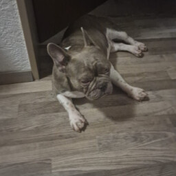 Dina